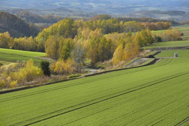 Yeşil otları ve yolları olan güzel sonbahar manzarası