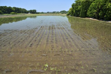 Tayland 'daki pirinç tarlaları