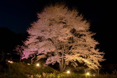 Kiraz çiçeği, Japonya 'da sakura