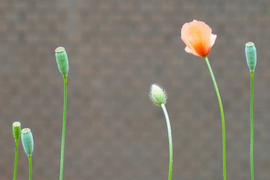 Bahçede yetişen güzel kırmızı gelincik çiçekleri