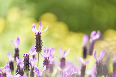 Lavantanın güzel çiçeği, çiçek açıyor, yaklaşın..