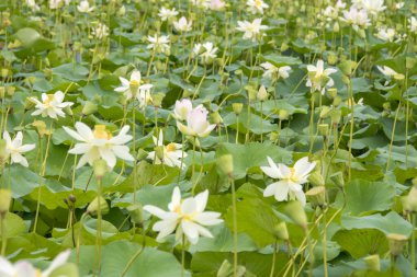 Gölette nilüfer çiçekleri