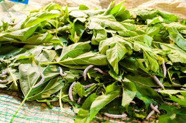 Dut yaprakları yiyen ipek böcekleri.