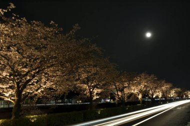 Kiraz çiçeği, sakura güzel arka plan manzarası 
