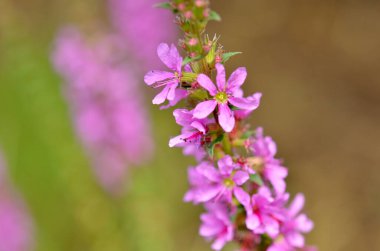 Bahçedeki güzel çiçekler
