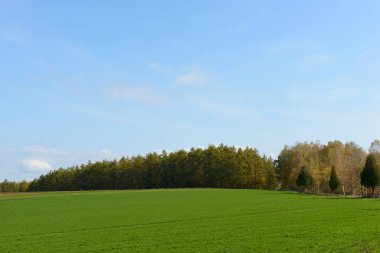 alan bahar genç buğday