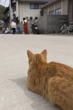 Kedi sokak arkasındaydı. 