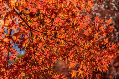 Güzel sonbahar yaprakları, bitki örtüsü ve mevsim