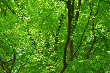 Güneşli yaz gününde yeşil orman arka planı