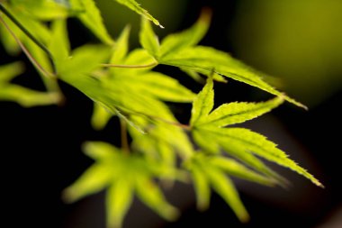 Bahçede yeşil yapraklar