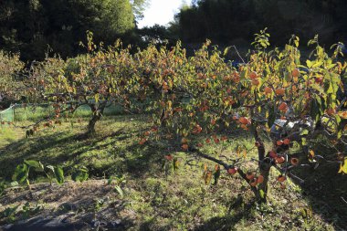 Sonbahar yaprakları, sonbahar bitkileri