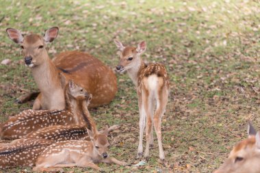 Japonya 'daki Nara parkında yeşil çimlerin üzerinde toplanan bir grup geyik.
