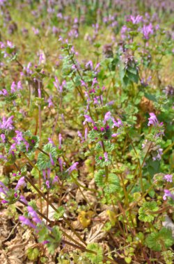 Verbena çiçekleri.