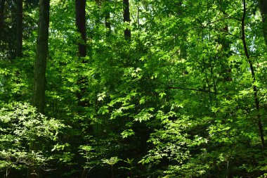 Güzel bir bahar ormanı. Ormanda yeşil ağaçlar.