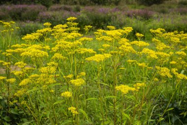 Bahçedeki çiçeklerin güzel manzarasını kapat.