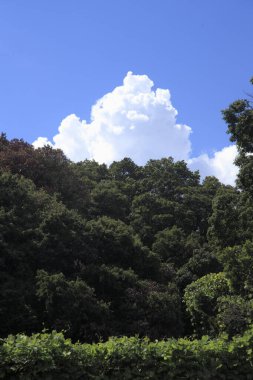 Ormanda yeşil ağaçlar