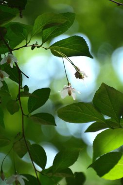 Bahçedeki güzel beyaz çiçekler