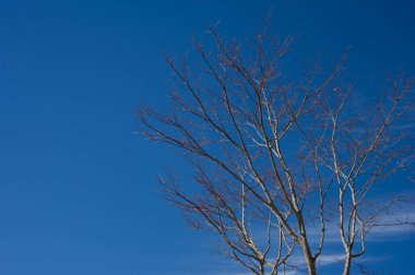 Kış ağaçlarının dalları mavi gökyüzüne karşı