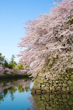 Japonya 'da Bahar Kiraz Çiçeği Sahnesi