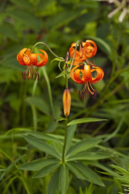 ormandaki turuncu çiçekler.