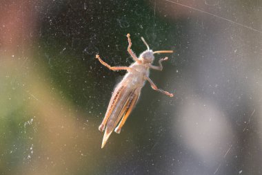 Camın üzerindeki çekirgeye yakın çekim