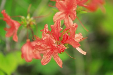 Bahçedeki güzel çiçekler