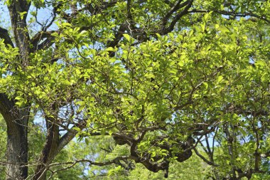 Ormanın güzel manzarası