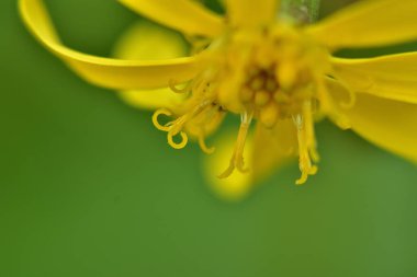 Bahçedeki güzel çiçekler