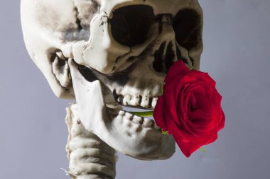 İnsan iskeletinin ağzında kırmızı bir gül