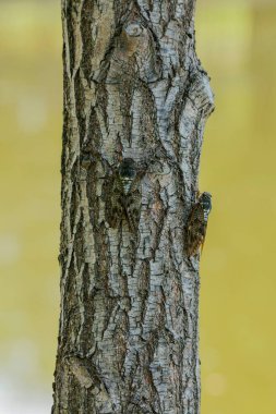 Ağacın üzerinde kalan ağustos böceği. Kumazemi bir Japon ağustos böceği..