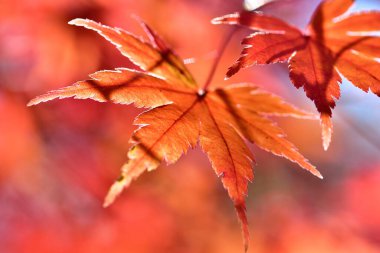 Sonbahar mevsimi, yeşillik ve kırmızı sonbahar yaprakları