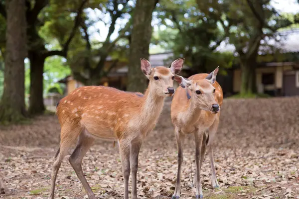 Japonya 'daki Nara parkında yeşil çimlerin üzerinde toplanan bir grup geyik.