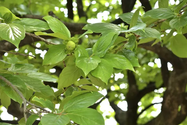 Yazın Ağaçta Yeşil Yapraklar Meyveler — Stok fotoğraf