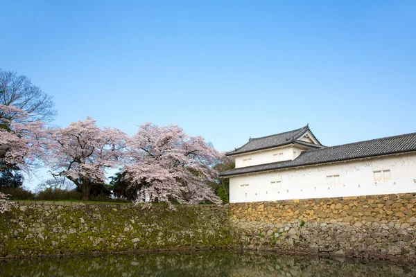 Spring Cherry Blossom Scene Japan — Stock Photo, Image