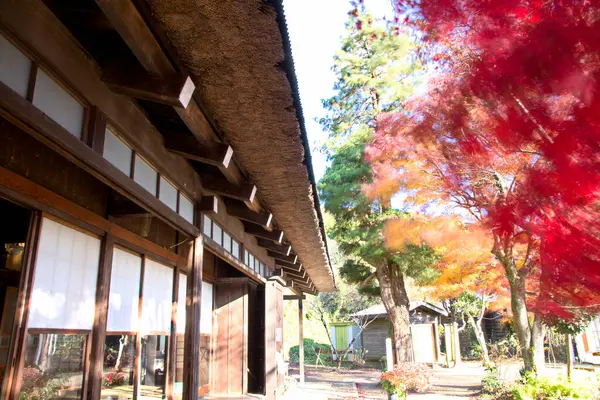 Japonya 'da güzel bir sonbahar, geleneksel bir ev ve kırmızı yapraklı akçaağaç ağaçları. 