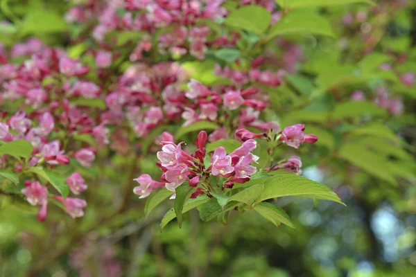 Ροζ Λουλούδια Του Δέντρου — Φωτογραφία Αρχείου