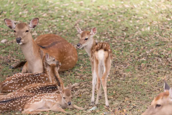 Japonya 'daki Nara parkında yeşil çimlerin üzerinde toplanan bir grup geyik.