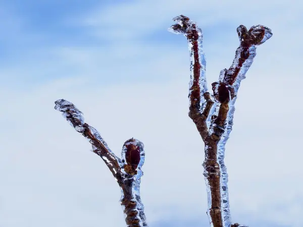 Branches Glacées Arbre Par Jour Givré — Photo