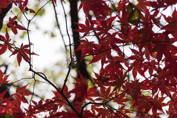 Japonya Daki Ağaçta Kırmızı Akçaağaç Yaprakları — Stok fotoğraf