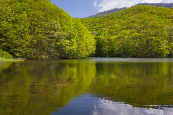 Ormanda güzel dağ gölü