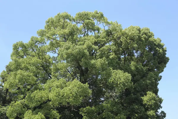 Pohon Hijau Latar Langit — Stok Foto