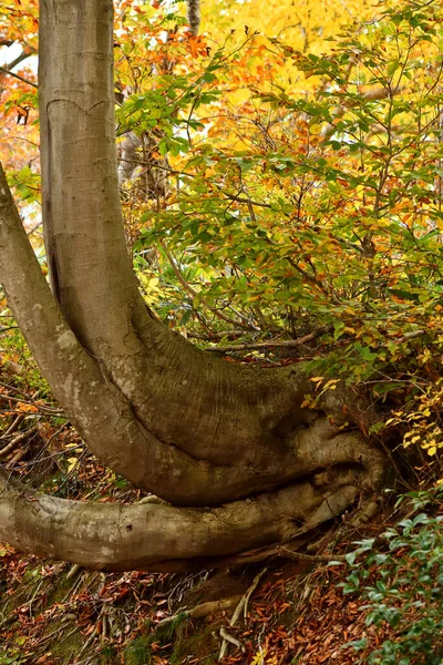 Floresta Colorida Com Folhagem Outono — Fotografia de Stock
