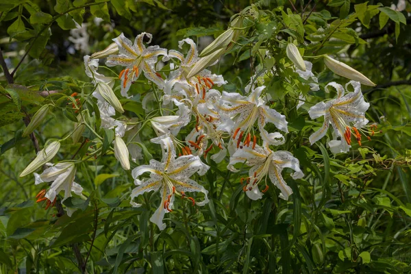 Білі Квіти Лілій Жовтого Зеленого Листя Саду — стокове фото