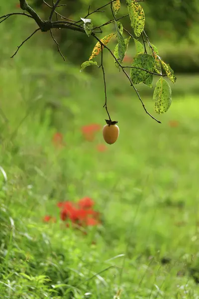 Manzanas Naranjas Maduras Árbol Jardín — Foto de Stock