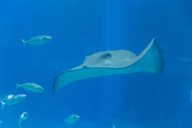 Mavi sudaki ışın balığının yakın plan görüntüsü