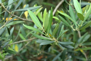 Doğadaki yeşil bitki