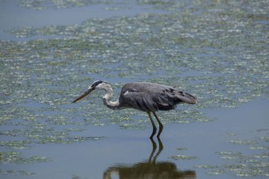 Sakin suda duran büyük balıkçıl manzarası.