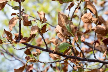 Parkta sonbahar yaprakları doğa arka planında