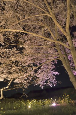Kiraz çiçeği, Japonya 'da sakura
