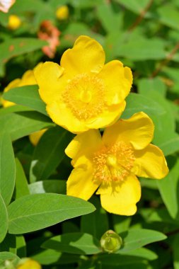 Bahçedeki güzel çiçekler